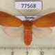 77568p Arctiidae Melese underwoodi f Panama $13