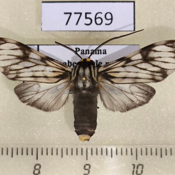 Arctiidae Theages xanthura Panama