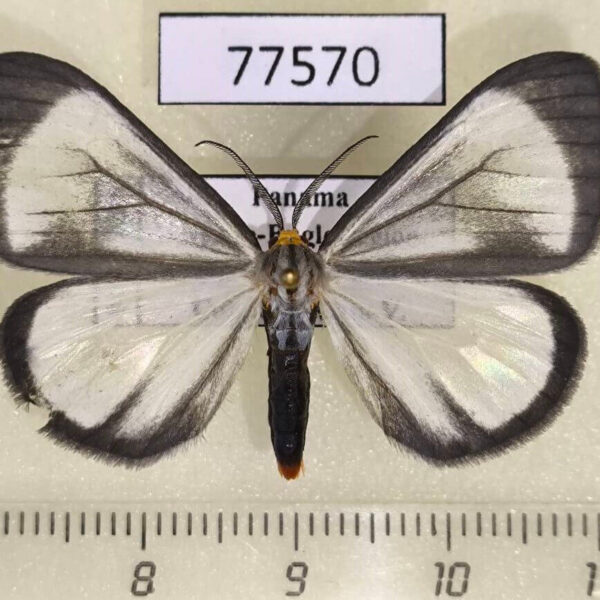 Arctiidae Xenosoma geometrina Panama