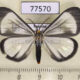 77570p Arctiidae Xenosoma geometrina Panama $12
