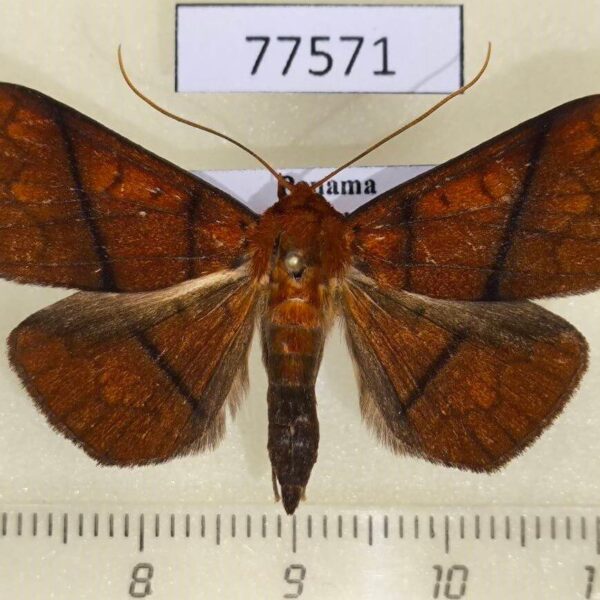 Noctuidae Epitausa dilina Panama