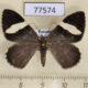 77574p Geometridae Hagnagora anicata Panama $7