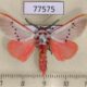 77575p Megalopygidae Trosia semirufa Panama $15