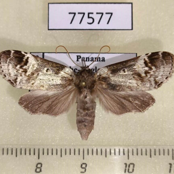 Noctuidae Elaeognatha argentea Panama