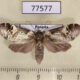 77577p Noctuidae Elaeognatha argentea Panama $8