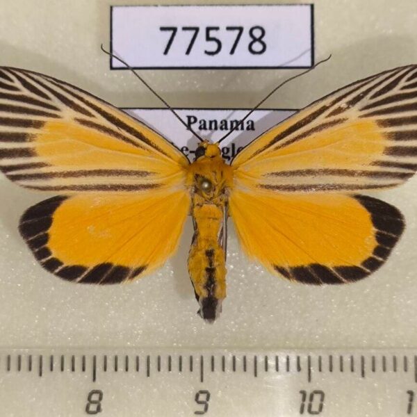 Notodontiidae Oricia homalochroa Panama
