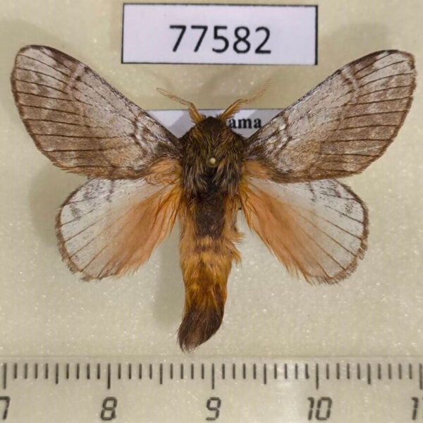 Lasiocampidae Euglyphis nebula Panama