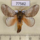 77582p Lasiocampidae Euglyphis nebula Panama $15