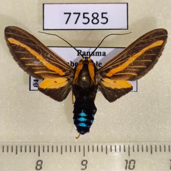Arctiidae Ormetica guapisa Panama