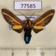 77585p Arctiidae Ormetica guapisa Panama $15
