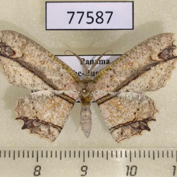 Geometridae Anisodes melitia Panama