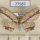 77587p Geometridae Anisodes melitia Panama $7