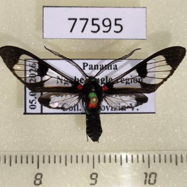Arctiidae Saurita rubripuncta Panama