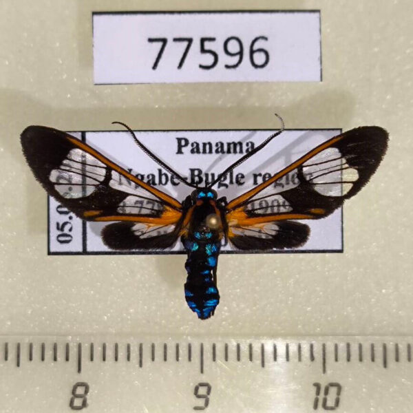 Arctiidae Cosmosoma festivum Panama