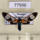 77596p Arctiidae Cosmosoma festivum Panama $15