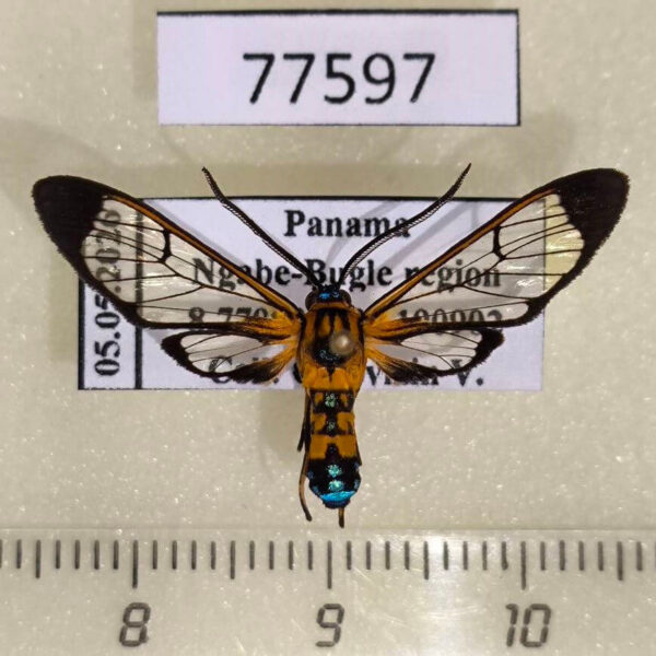 Arctiidae Pheia drucei Panama