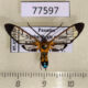 77597p Arctiidae Pheia drucei Panama $13