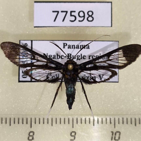 Crambidae Trichaea pilicornis f Panama