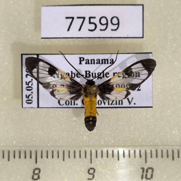 Arctiidae Cosmosoma semifulva Panama