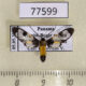 77599p Arctiidae Cosmosoma semifulva Panama $10