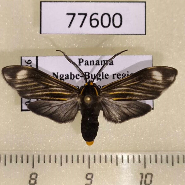 Arctiidae Eucereon costulatum Panama