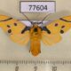 77604p Arctiidae Emurena tripunctata f Panama $25