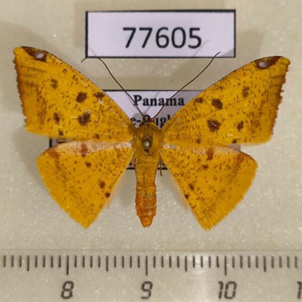 Geometridae Pyrinia helvaria Panama
