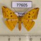 77605p Geometridae Pyrinia helvaria Panama $8