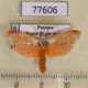 77606p Oecophoridae Eomichla hallwachsae Panama $12