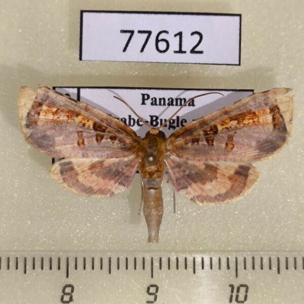 Thyrididae Rhodoneura polychloralis Panama