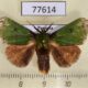 77614p Limacodidae Parasa wellesca Panama $10