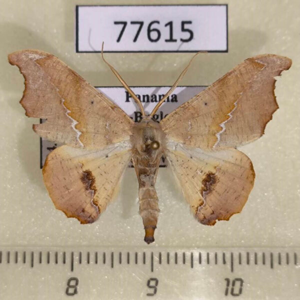 Geometridae Patalene asychisaria Panama