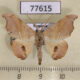 77615p Geometridae Patalene asychisaria Panama $4
