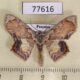 77616p Geometridae Leptostales sp. Panama $7