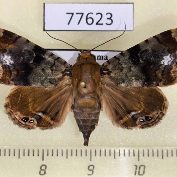 Noctuidae Dyops chromatophila Panama