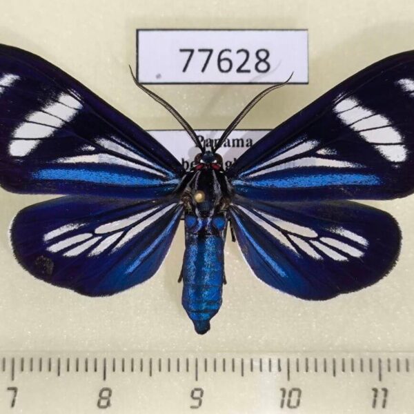 Arctiidae Isostola nigrivenata Panama