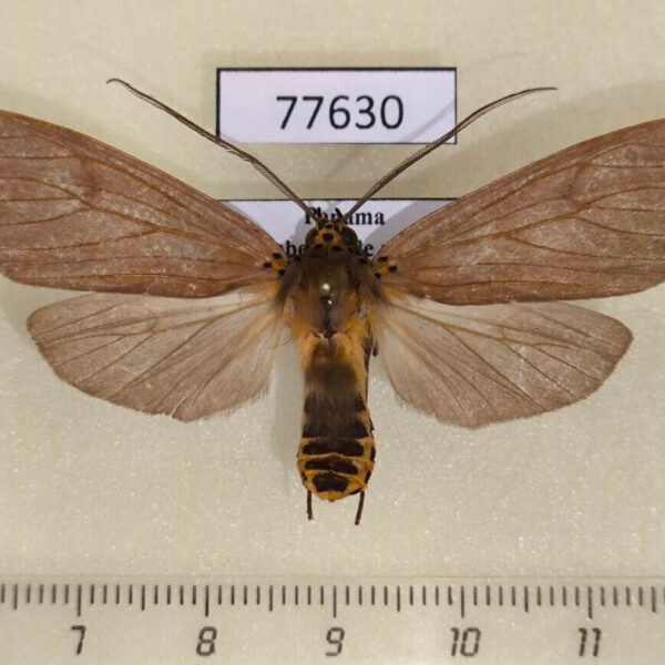 Arctiidae Pelochyta affinis Panama