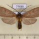 77630p Arctiidae Pelochyta affinis Panama $10