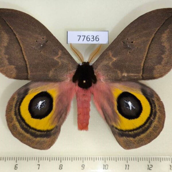 Saturniidae Automeris belti Panama