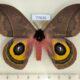 77636p Saturniidae Automeris belti Panama $30