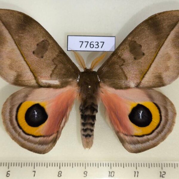 Saturniidae Automeris zugana Panama