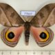 77637p Saturniidae Automeris zugana Panama $25