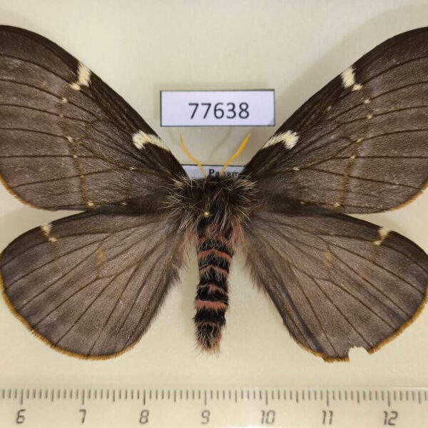 Saturniidae Paradirphia herediana f Panama