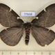 77638p Saturniidae Paradirphia herediana f Panama $25