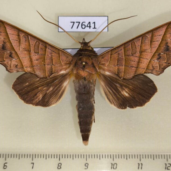 Notodontiidae Antaea lichyi Panama
