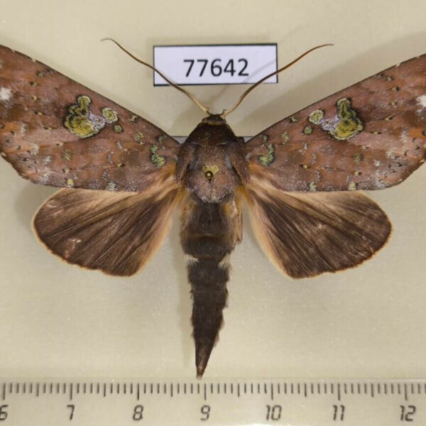 Notodontiidae Hapigia repandens Panama