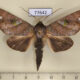 77642p Notodontiidae Hapigia repandens Panama $13