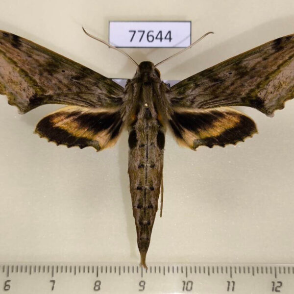 Sphingidae Xylophanes undata Panama