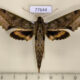 77644p Sphingidae Xylophanes undata Panama $17