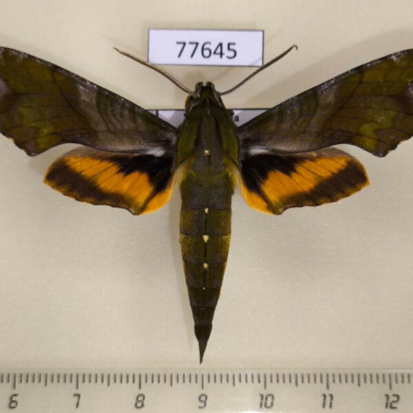Sphingidae Xylophanes pluto Panama
